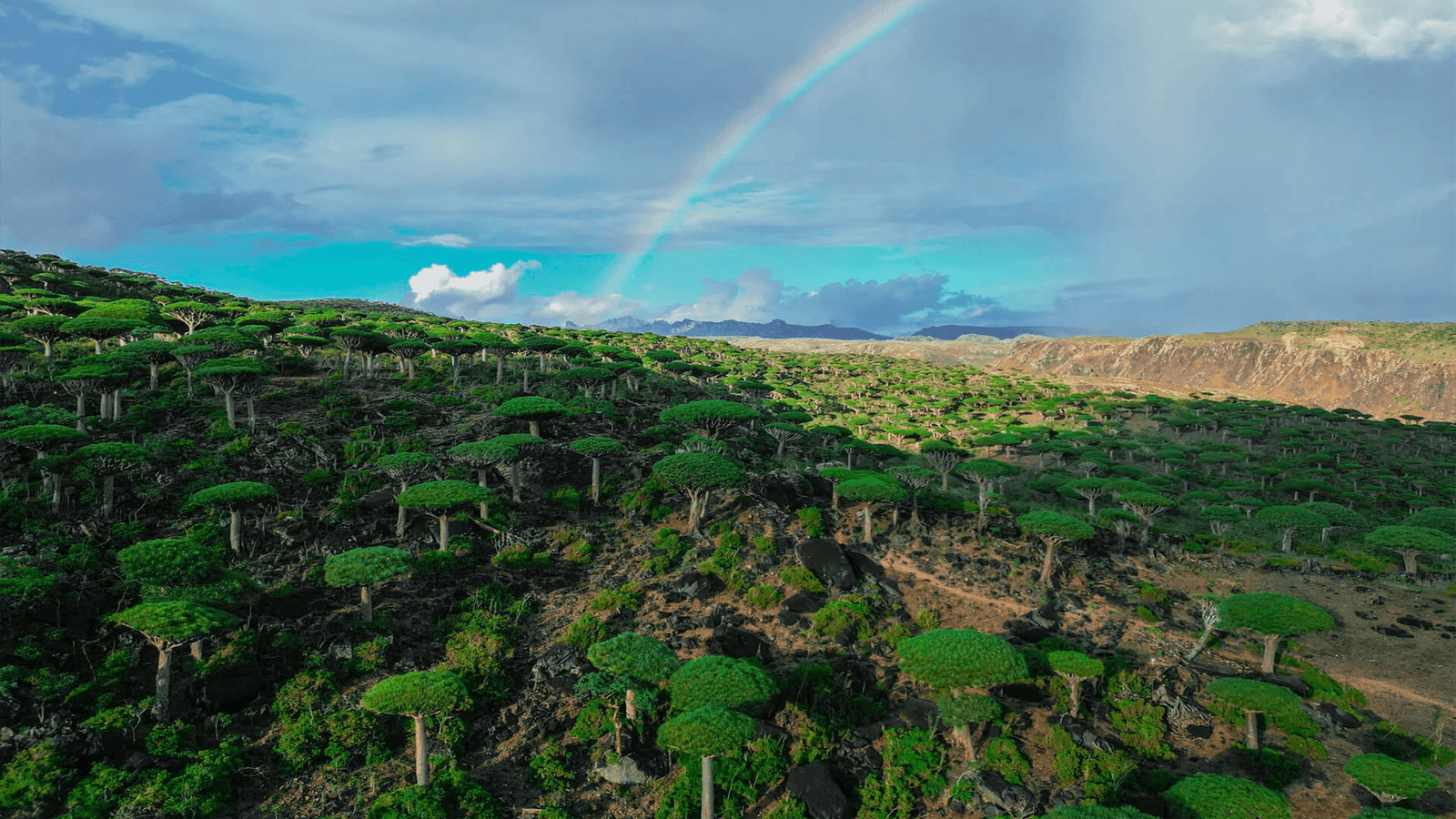 سقطرى بعدسة محبيها